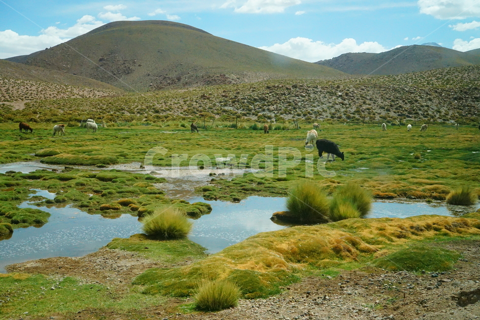 목초지,들,초원,자연,라마,field,nature,outdoors,옥외,lama,peace,grassland