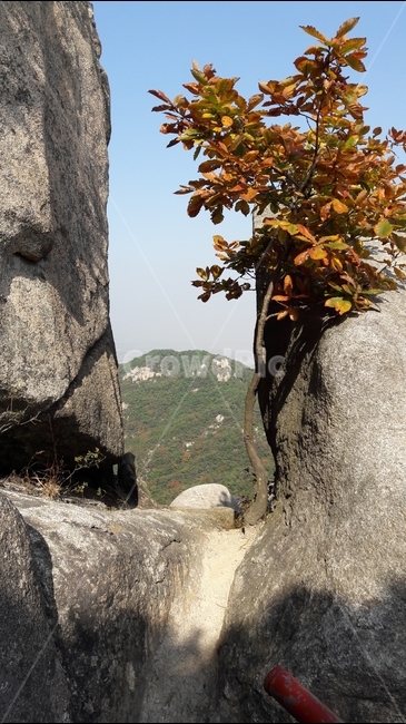 산,용봉산,여름,바위,나무,자연,풍경,nature,landscape,한국자연풍경,한국자연경관,korea nature landscape,tree,plant,식물,leaf,잎