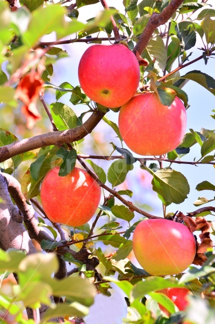 사과,애플,apple,과일,음식,가을,시즌,계절,단풍,단풍잎,시안,디자인,디자이너,출판,편집,책자,서적,사보,카다로그,콘텐츠,리플렛,브로셔,모바일,팝업,전단,광고,색감,칼라풀,sns,ebook,웹,마케팅,마켓팅,season,감성,필,느낌,나뭇잎,autumn,fall,red,color,9월,10월,잼,쥬스,과일주,애플파이,먹고싶은,군침,맛,감칠맛,새콤,달콤,비타민,다이어트,건강식품,식초,사과산,구연산,fruit,food,과수원,사과밭,jam,juice,잘익은,수확,열매,유실수,농원,샐러드,생과일,음식,식재료,요리,food,cook,meal,dishes,food reserves,과일,열매,fruit