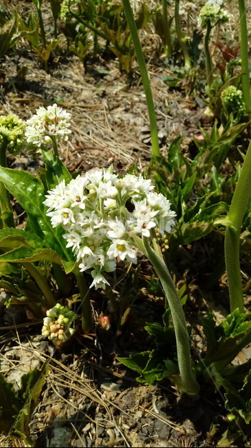 식물,나무,꽃,plant,blossom,flower,장장포,부처손,돌단풍,돌나리,추엽초,노호장