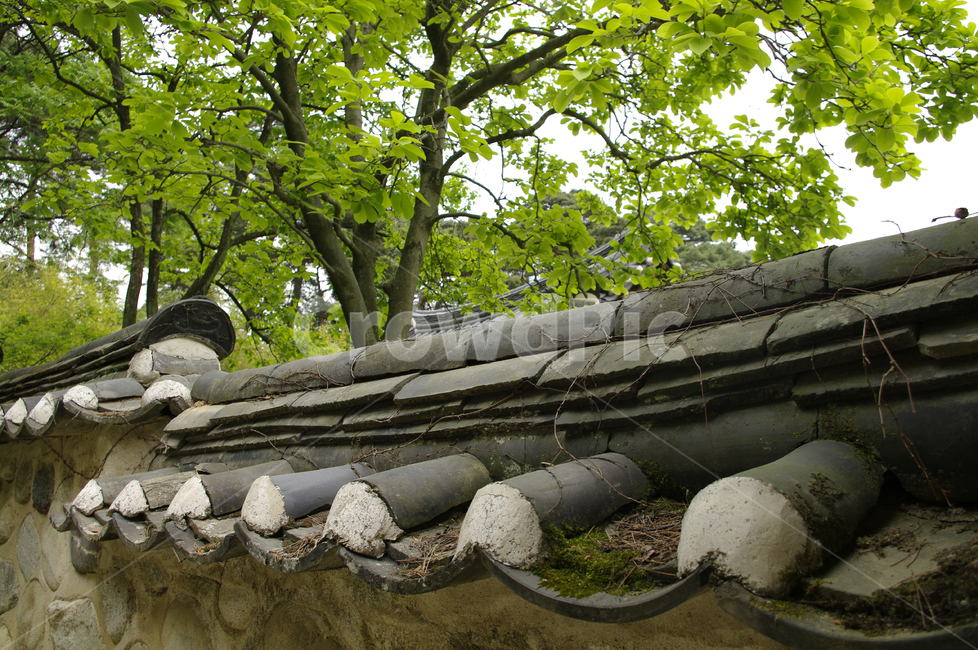 기와지붕,담장,나무,기와,식물,한국전통,한국문화,korean traditional,korean culture,건축물,건물외관,exterior,building,structure,architecture,construction