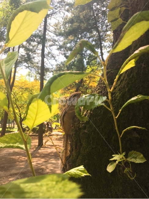 다람쥐,동물,나무,squirrel,chipmunk,tree,animal