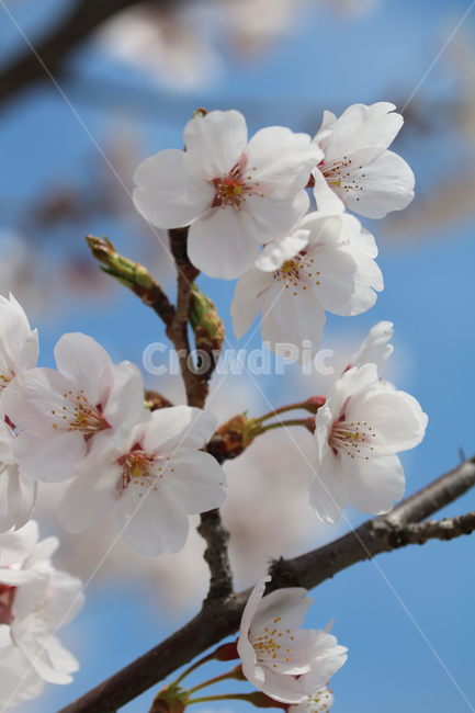 벚꽃,꽃,봄,계절,식물,자연,브라운,분홍색,하얀색,색깔,cherryblossom,pink,brown,white,flower,spring,season,color,plant,nature,봄,계절,spring,season,식물,자연,plants,nature,꽃,flower,blossom