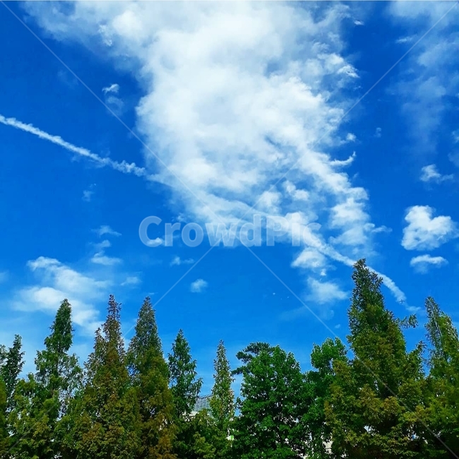 푸른,울창한,숲,구름,청명한,하늘,파란,맑은,우거진,wood,비행기,cloud,도심속숲