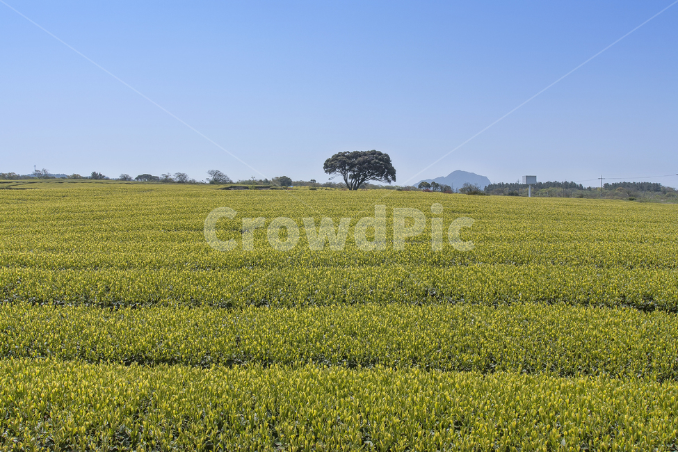 맑음,field,들,grassland,outdoors,옥외,nature,meadow,countryside,rural,농촌,farm,농장,자연,녹색,여름,잔디,배경,하늘,풍경,목초지,시골의,식물,봄,농업,아름다운