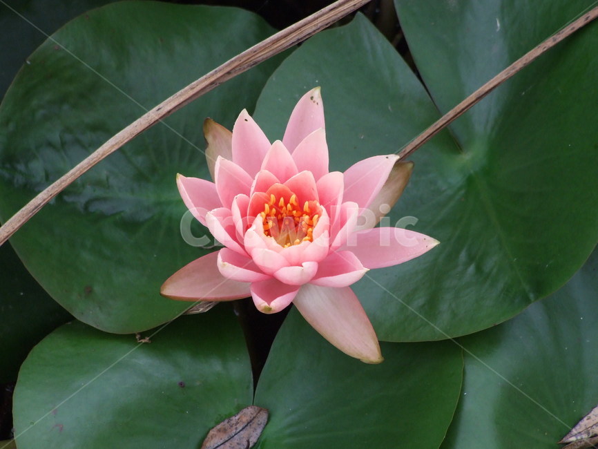 연꽃,꽃,꽃잎,식물,flower,식물,자연,plants,nature,꽃,flower