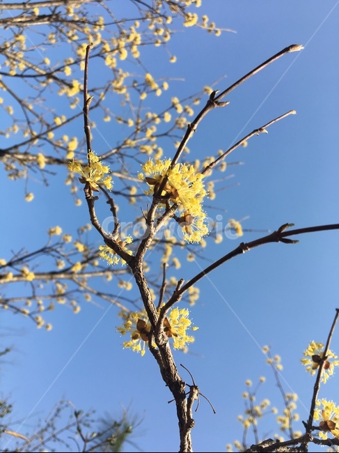 식물,꽃,산수유,flower,봄