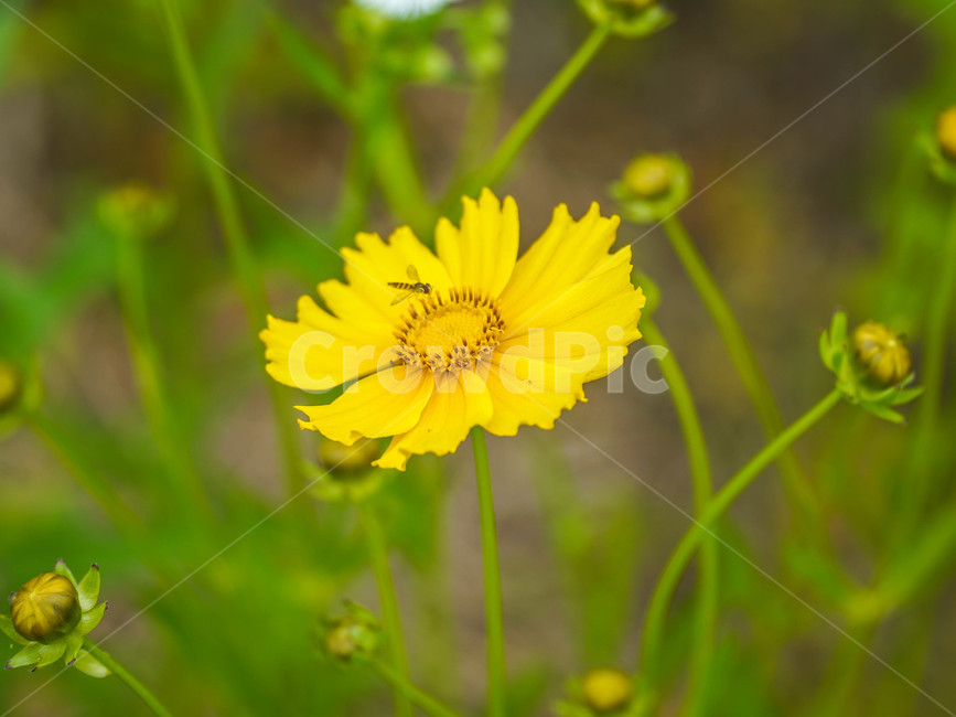 노랑,코스모스,벌,꽃,식물,풀,감성사진,식물,자연,plants,nature,꽃,flower