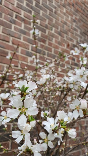 봄,꽃,식물,plant,spring,벚꽃,식물,자연,plants,nature,꽃,flower