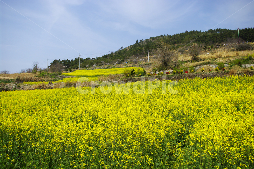 유채꽃,꽃밭,꽃,flower,계절,봄,spring,하늘,구름,풍경,봄,계절,spring,season,자연,풍경,nature,landscape,grassland,목초지,field,들,outdoors,옥외