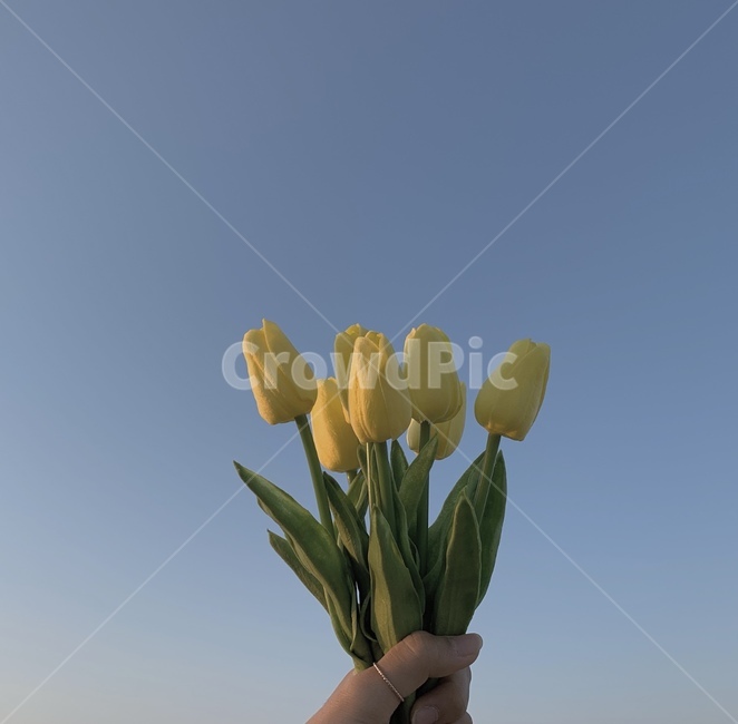 plant,식물,flower,꽃,blossom