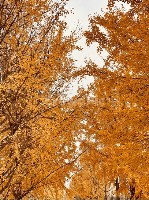 나무,tree,단풍,잎,leaf,식물,은행나무,은행,강천섬,가을,계절,fall,autumn,season