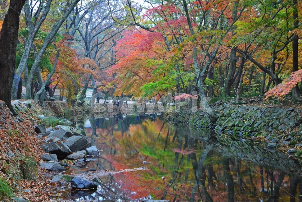 tree,나무,plant,식물,maple,leaf,잎,water,물,nature,자연,outdoors,옥외,고창,선운사,선운사가을,도솔천,가을,계절,추색,만추,단풍,반영,가을,계절,fall,autumn,season