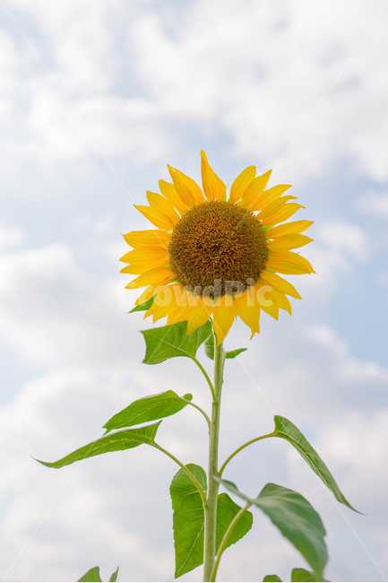 sky,green,yellow,flower garden,sunflower,summer,flower,cloud,blue,Sky blue