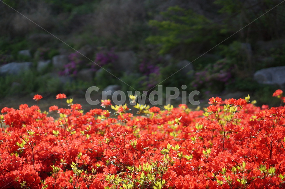 영산홍,빨강,빛,연두잎,정열,식물,자연,plants,nature,꽃,flower