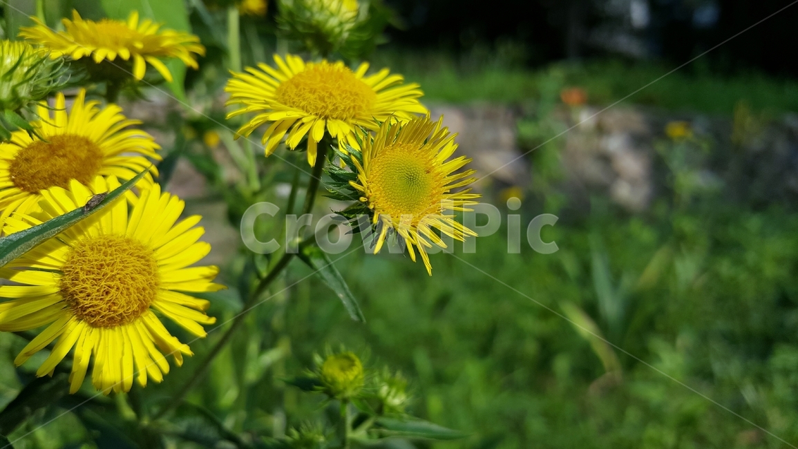 산국,국화과,노랑꽃,식물,자연,Northchrysanthemum,여러해살이