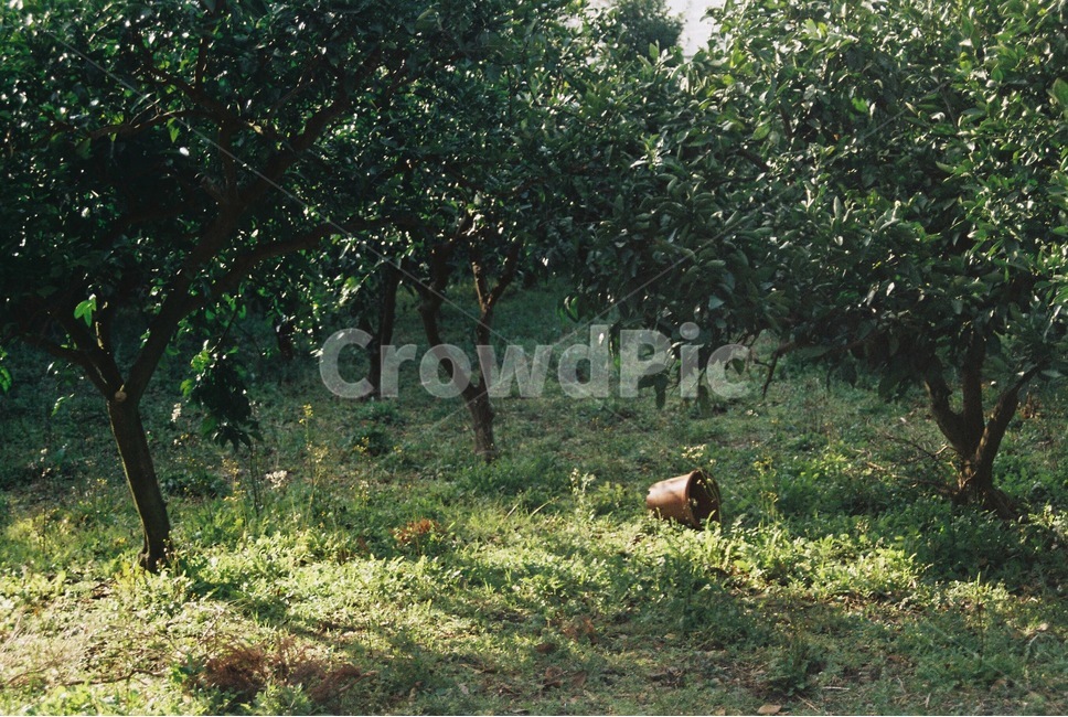 자연,nature,정원,garden,뜰,화분,나무,과수원,자연,풍경,nature,landscape
