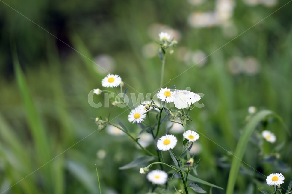 꽃,힐링,식물,plants,nature,flower,초록,자연,식물,자연,plants,nature,꽃,flower