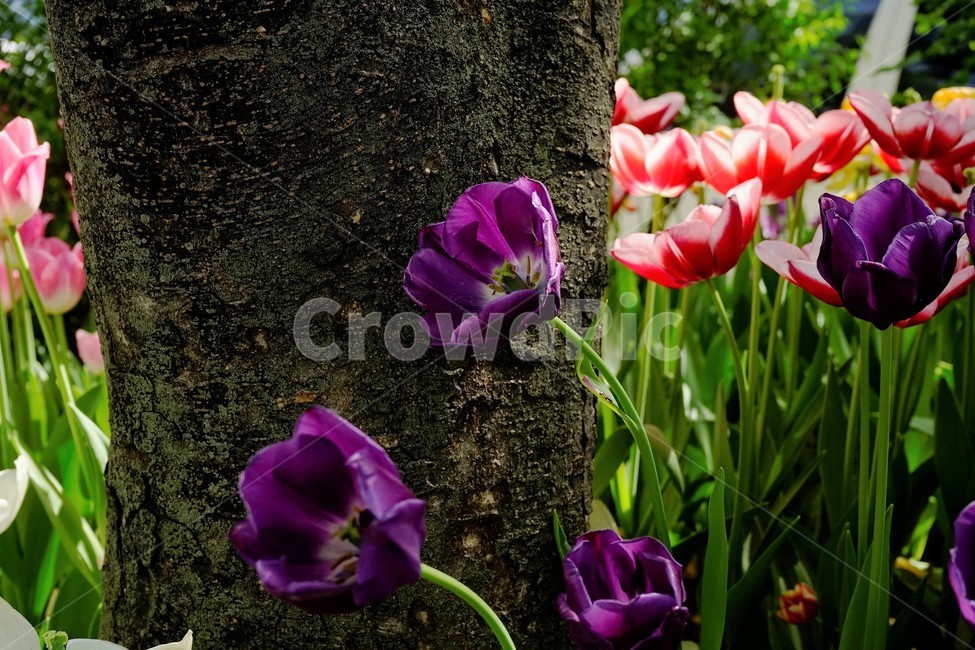 튤립,봄꽃,보라색,bloom,colorful,floral,flower,nature,plant,spring