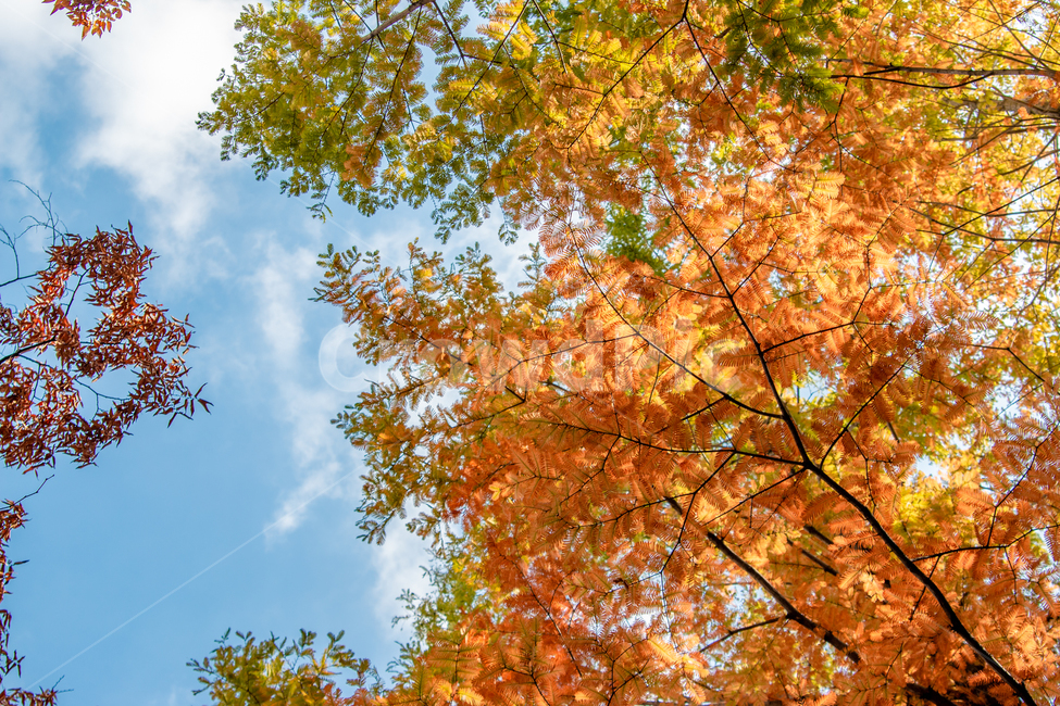 가을,fall,autumn,단풍,leaf,leaves,하늘,sky,식물,plant,야외,outdoor,공원,park,자연,nature,휴식,takeabreak,takearest,나무,tree,가을,계절,fall,autumn,season,자연,풍경,nature,landscape,잎