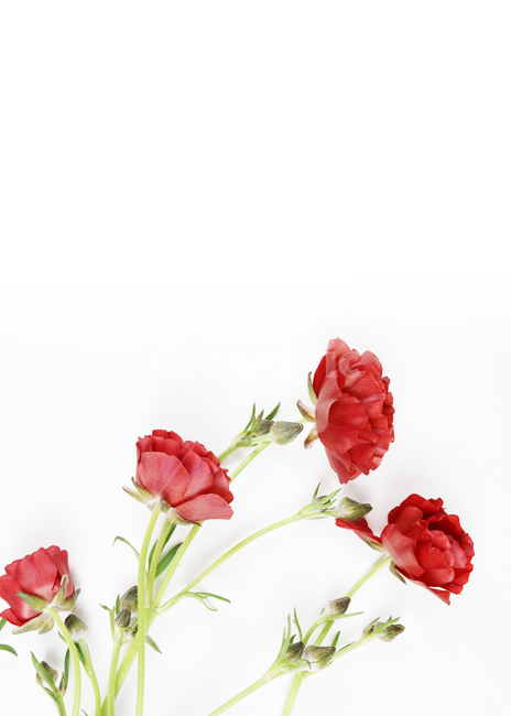 꽃,봄,식물,백그라운드,배경,배경이미지,flower,background,봄배경,꽃배경,plant,nature,버터플라이라넌큘러스,빨간꽃