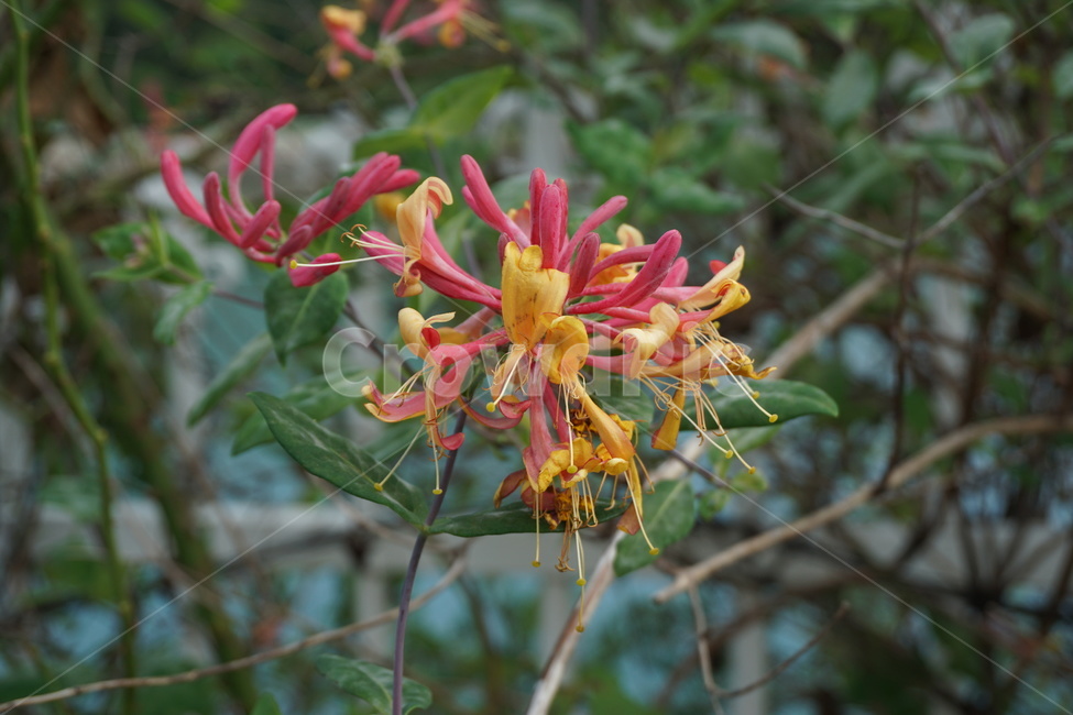 plant,식물,꽃,자연,nature,식물,자연,plants,nature,꽃,flower