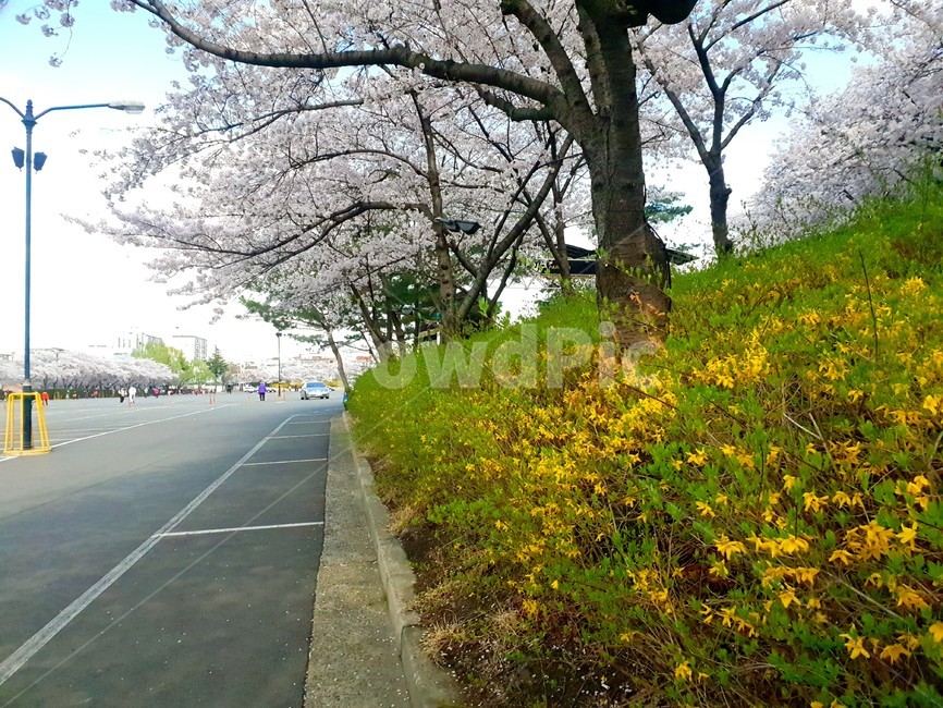 벚꽃,개나리,꽃,식물,봄,자연,plant,blossom,도로,주차장