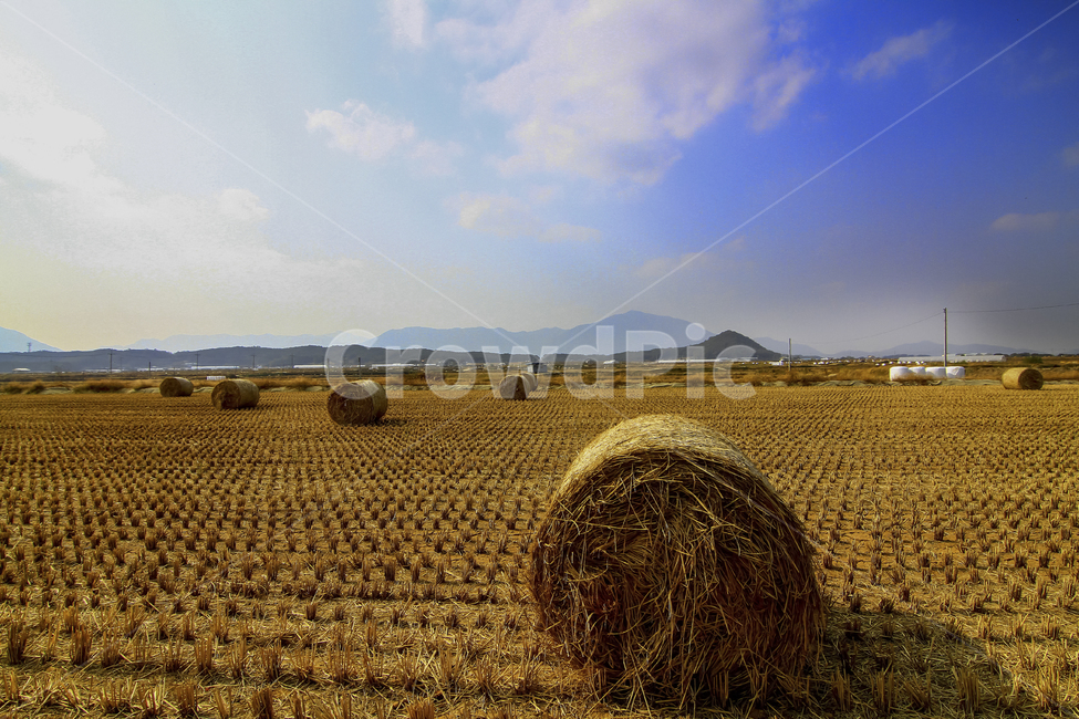 볏짚,수확,추수,들판,가을,농사,논,농업,농사,agriculture,farming,farming industry