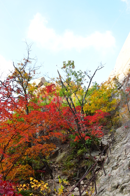 가을,단풍,자연,풍경,북한산,잎,단풍잎,붉은,나무,계절,계곡,숲,힐링,plant,fall,autumn,season,forestnature,landscape,한국자연풍경,한국자연경관,korea,tree,maple,leaf,가을,계절,fall,autumn,season,자연,풍경,nature,landscape,식물,plants,나무,trees,wood
