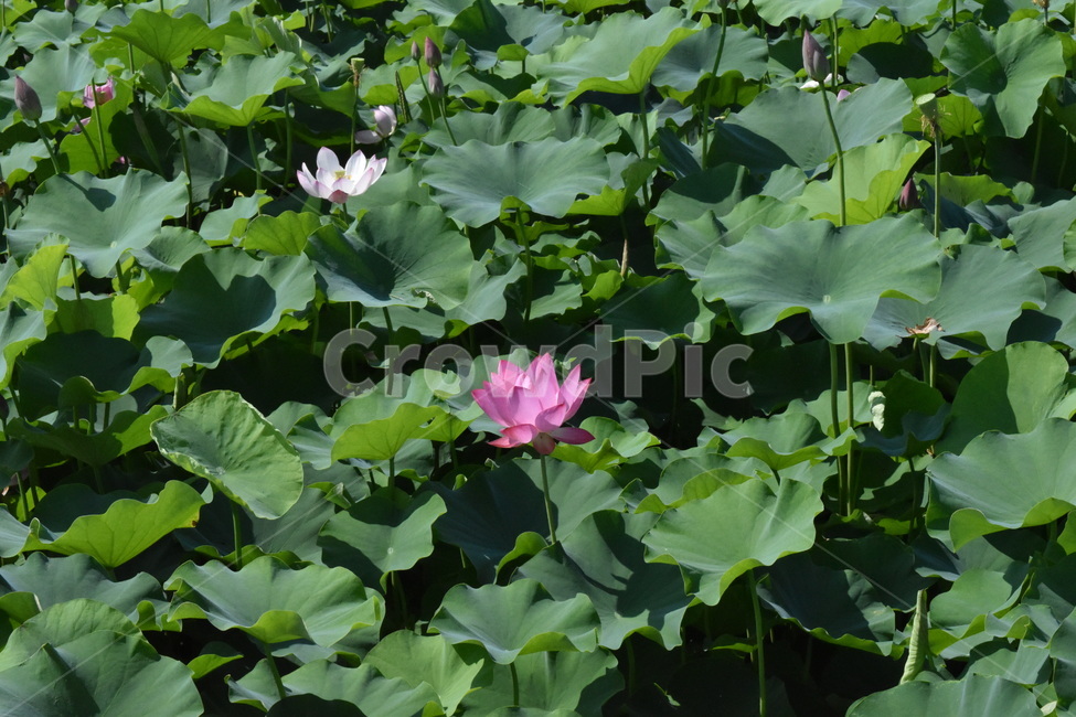 꽃,식물,연꽃,연잎,연꽃잎,flower,leaf,lotus,pink,green,식물,자연,plants,nature,꽃,flower
