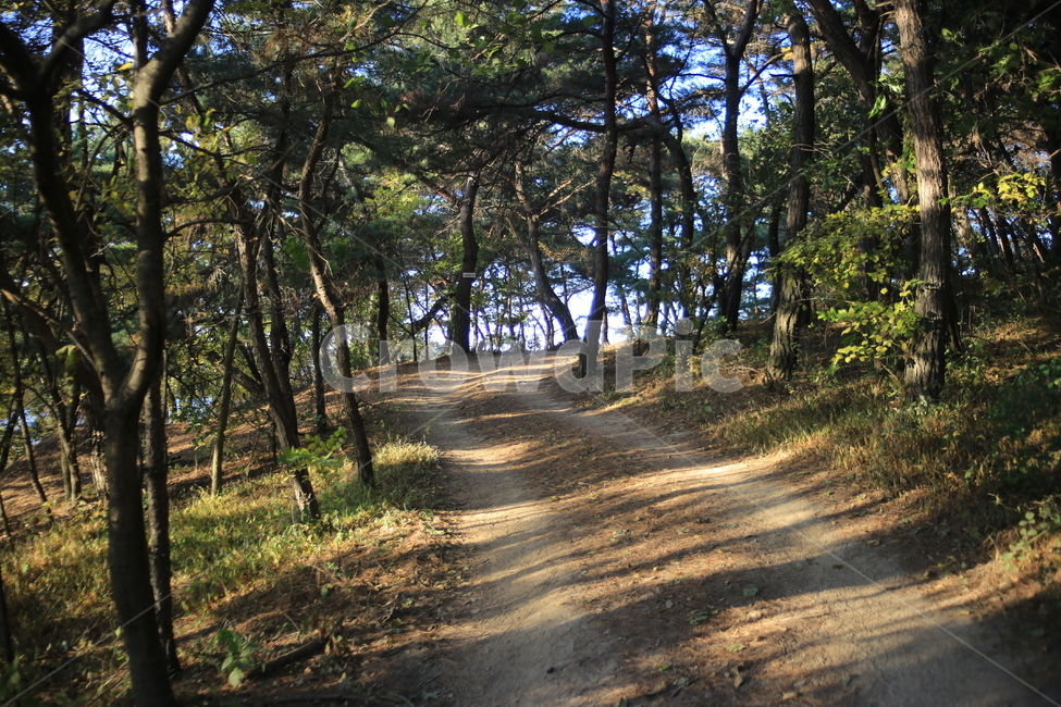 산책,등산,산책로,산행,여유,자연,나무,휴식,자연,풍경,nature,landscape,tree,plant,식물,ground,바닥,tree trunk,나무 줄기