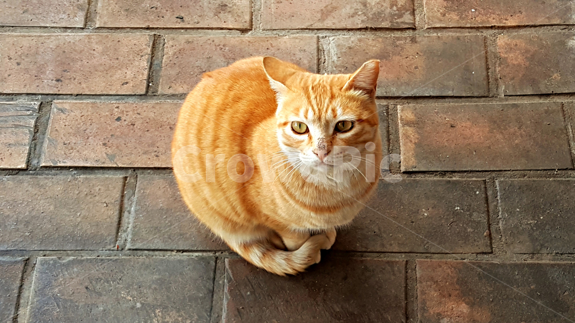고양이,cat,animal,동물,mammal,포유류,pet,애완동물,동물,animal,포유류,mammal,고양이,cat,kitten,kitty