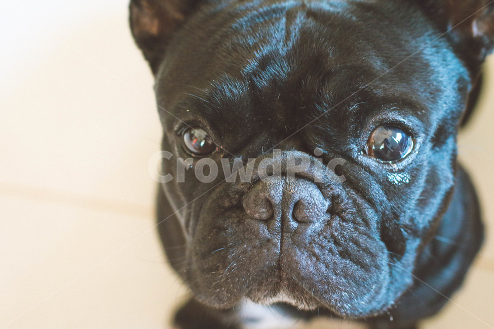 불독,프렌치불독,강아지,검정강아지,bulldog,frenchbulldog,애완견,blackdog,poppy,검은강아지,프랑스불독,동물,동물,animal,포유류,mammal,개,강아지,dog,doggy
