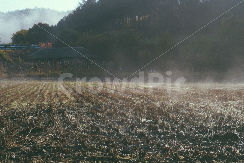 시골,안개,아지랑이,논,밭,시골,마을,풍경,landscape,country,rural,town,감성,sensible,feeling