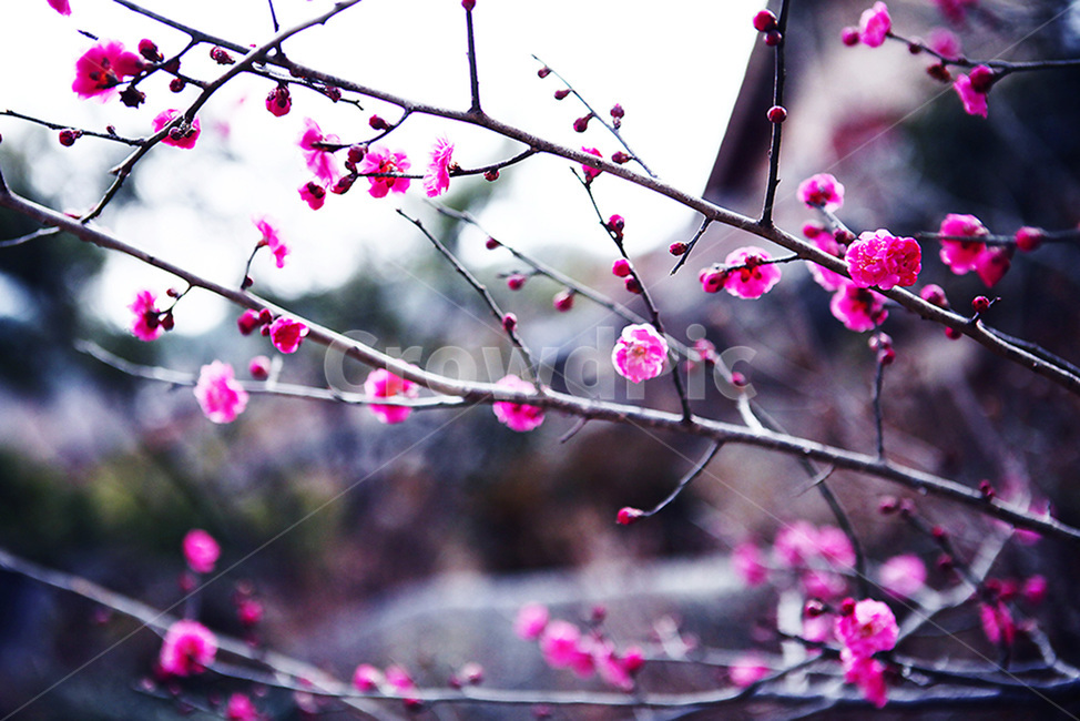 봄,매화,매화꽃,홍매화,매화마을,꽃봉우리,봄꽃,개화,봄,계절,spring,season,식물,자연,plants,nature,꽃,flower,plant,blossom