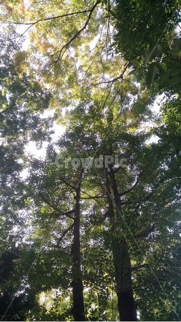 숲,나무,푸름,초록색,자연,나뭇잎