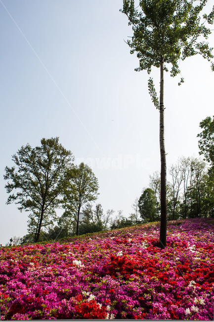 철쭉,꽃,동산,공원,감성,풍경,자연,풍경,nature,landscape,식물,plants,나무,trees,wood,plant