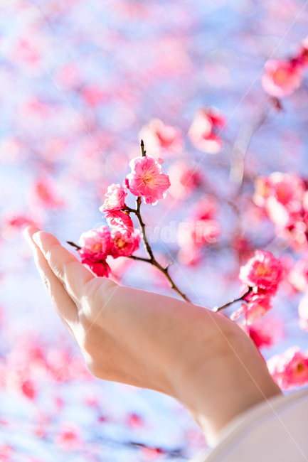 홍매화,봄,붉은꽃,빨강,분홍,매화,봄꽃,꽃나무,봄,계절,spring,season,식물,자연,plants,nature,꽃,flower,사람,인물,인간,human,person,신체일부,몸,body,감성,sensible,feeling,색깔,색상,색채,색감,color sense,color sensitivity,feeling of color,plant