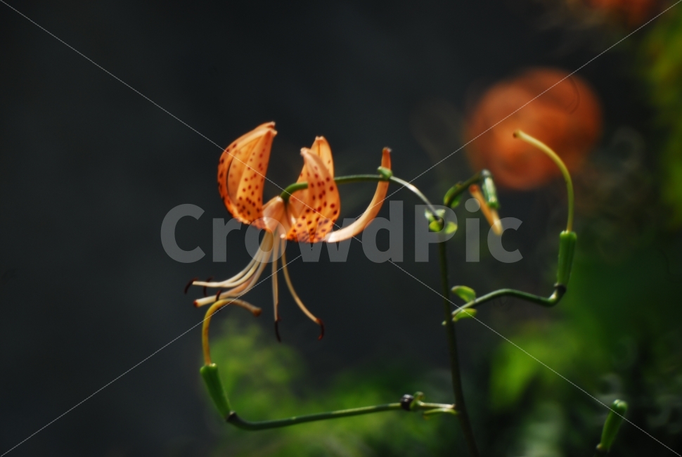 참나리꽃,야생화,꽃,여름꽃,자연,식물,자연,plants,nature,꽃,flower