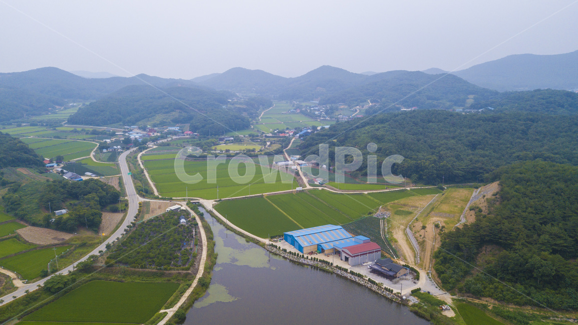 드론샷,드론,항공샷,논,밭,산,자연,논두렁,항공촬영,시골,물,바다,집
