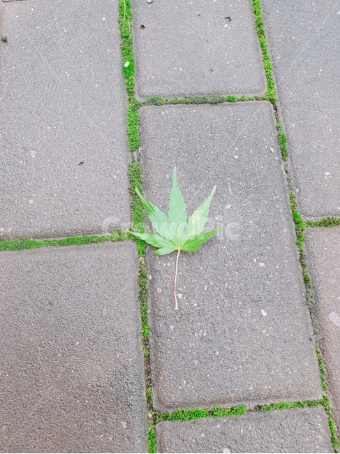 plant,식물,leaf,잎,단풍잎