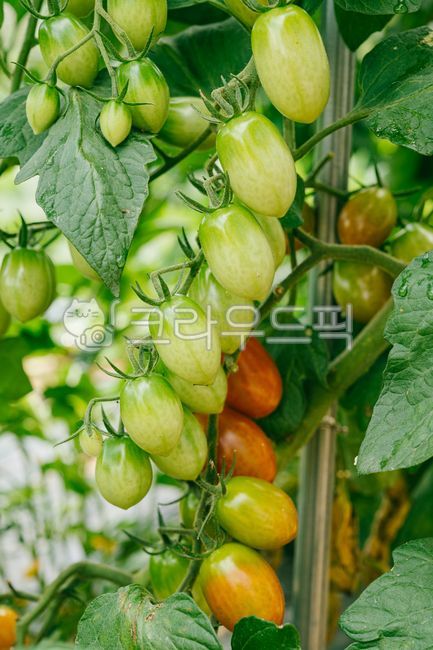 토마토,그린토마토,농작물,과일,신선한