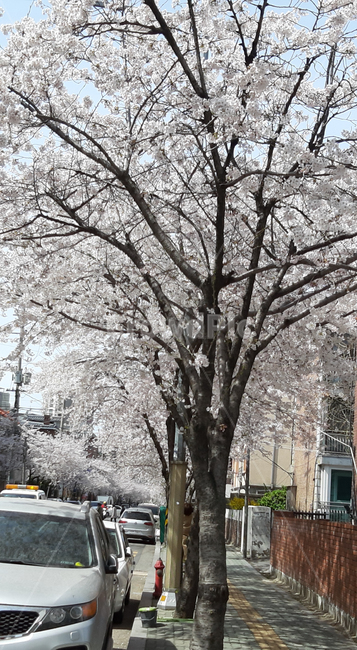 봄,벚꽃,꽃,자연,봄꽃,봄꽃축제,시즌,spring,nature,season,cherryblossoms,벚꽃엔딩,벚꽃축제,flower