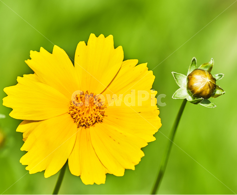 꽃,자연,식물,봄꽃,들꽃,노란,들국화,식물,자연,plants,nature,꽃,flower