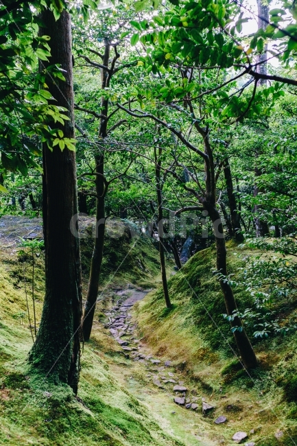 일본,교토,은각사,긴카쿠지,銀閣寺,여행,일본거리,거리,일본여행,여행지,관광지,japan,kyoto,travel,touristspots,temple,숲,forest,나무,tree,wood,오솔길,path,자연,풍경,nature,landscape,랜드마크,landmark,tourist attraction,해외,외국,세계,foreign,oversea,world,세계랜드마크,해외랜드마크,외국랜드마크,world landmark,world tourist attraction,식물,plants,나무,trees,wood,plant,통로,tree trunk,나무 줄기