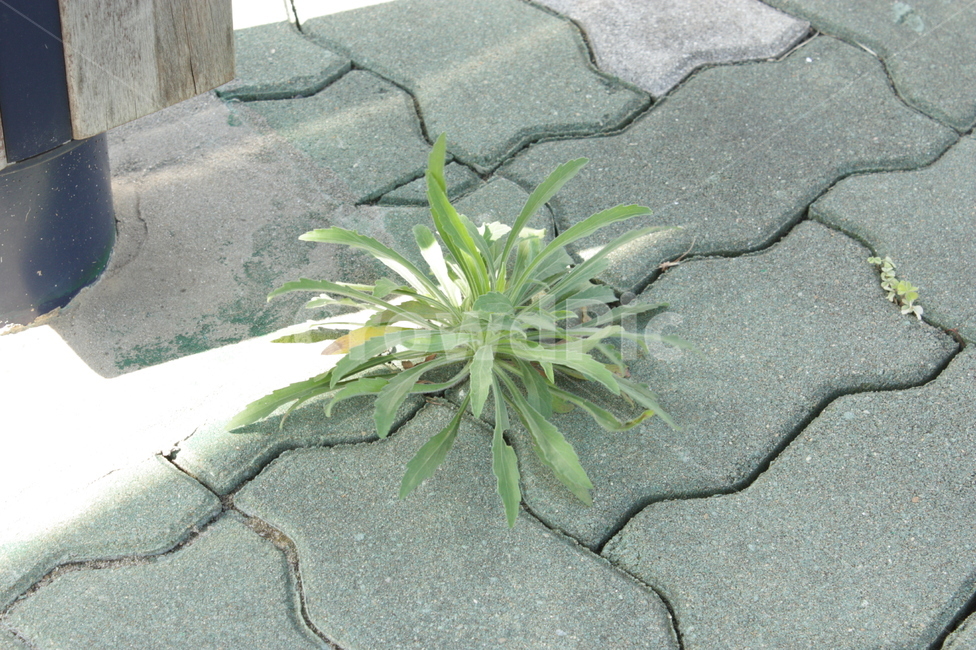 잡초,식물,보도블럭,plant,weed