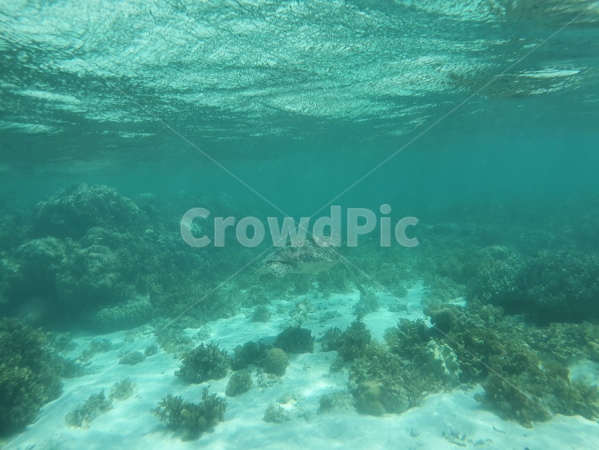 해양생물,거북,거북이,수중,암초,물,sea,sealife