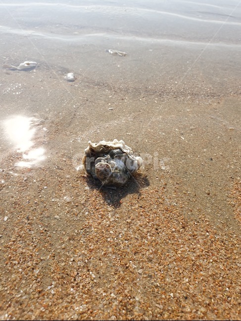 바다,서해,소라,해수욕장,모래,해변,바다,beach,sea