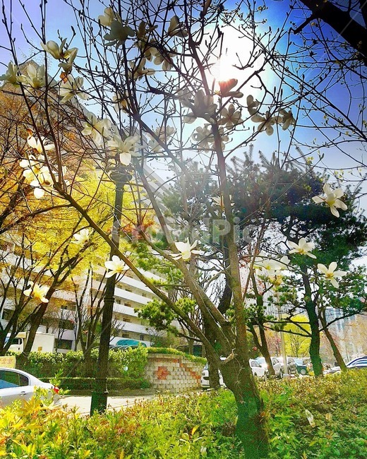 봄,꽃,나무,자연,좋은날,식물,자연,plants,nature,꽃,flower