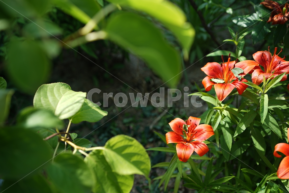 꽃,플라워,색감,컬러,주황색,오렌지빛,식물,접사,flower,생명,나리꽃,감성사진,자연,컬러풀,식물,자연,plants,nature,꽃,flower